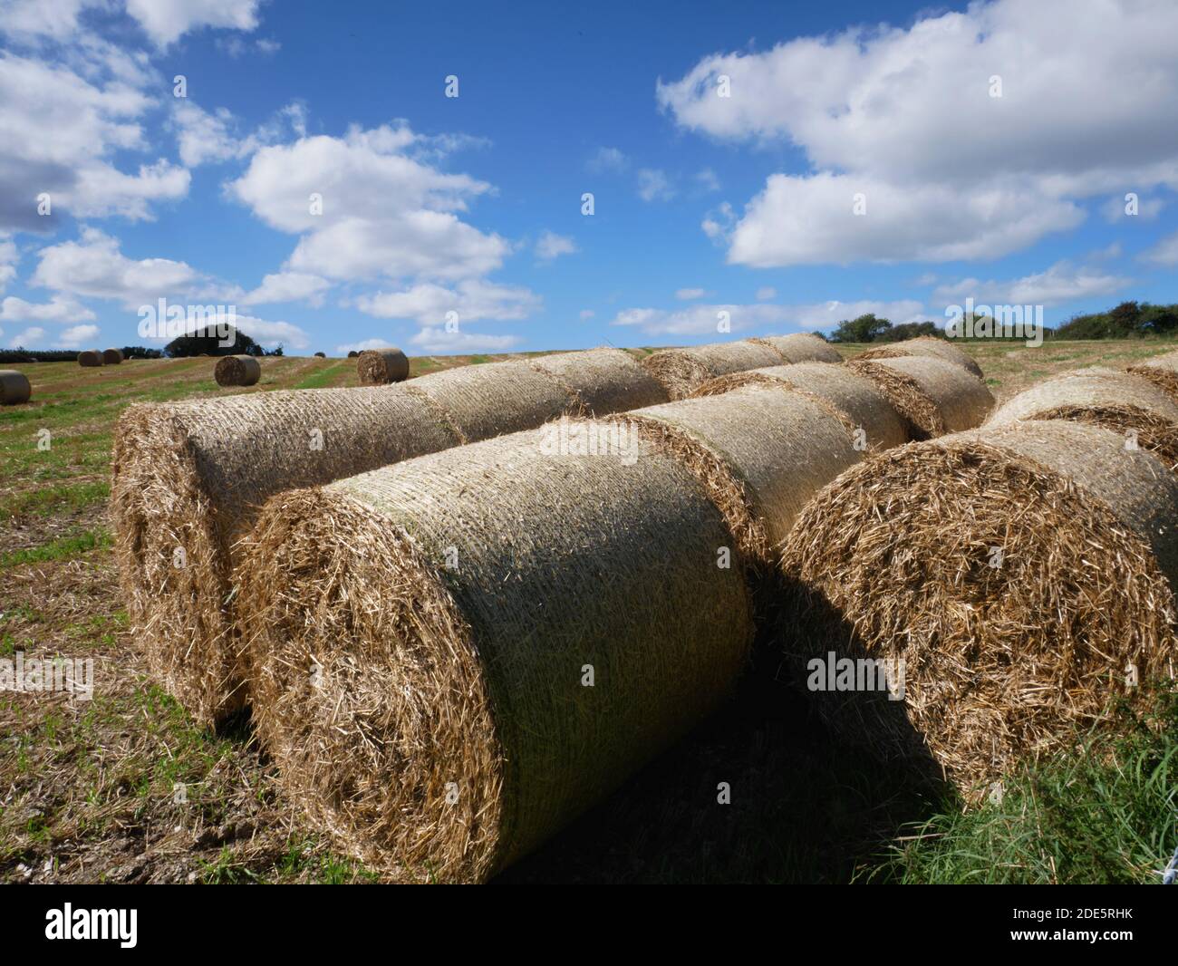 Straw bale rolls at Menabilly Barton, Fowey, Cornwall Stock Photo Alamy