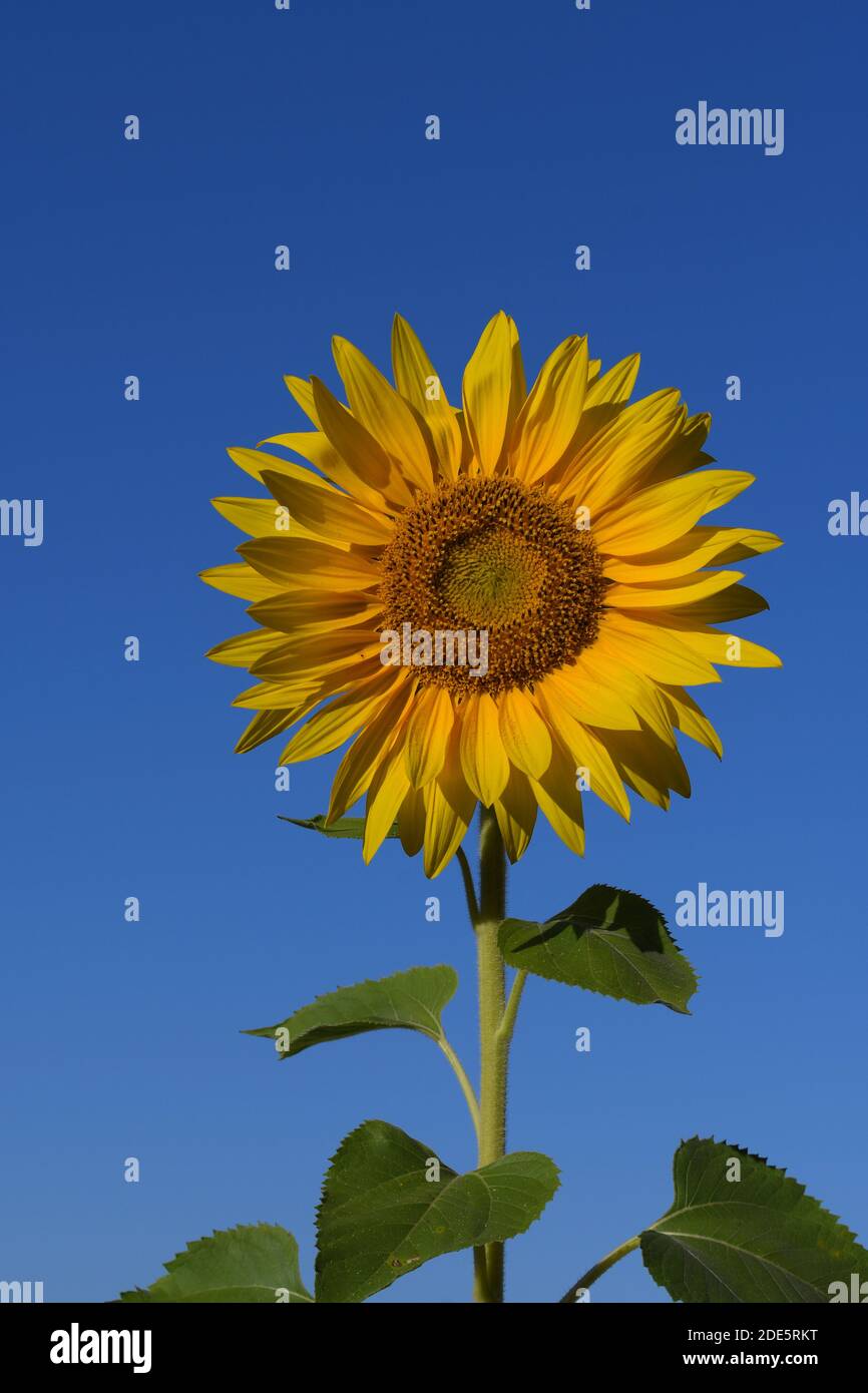 A beautiful yellow common sunflower (Helianthus anuus), isolated on a blue sky. Stock Photo