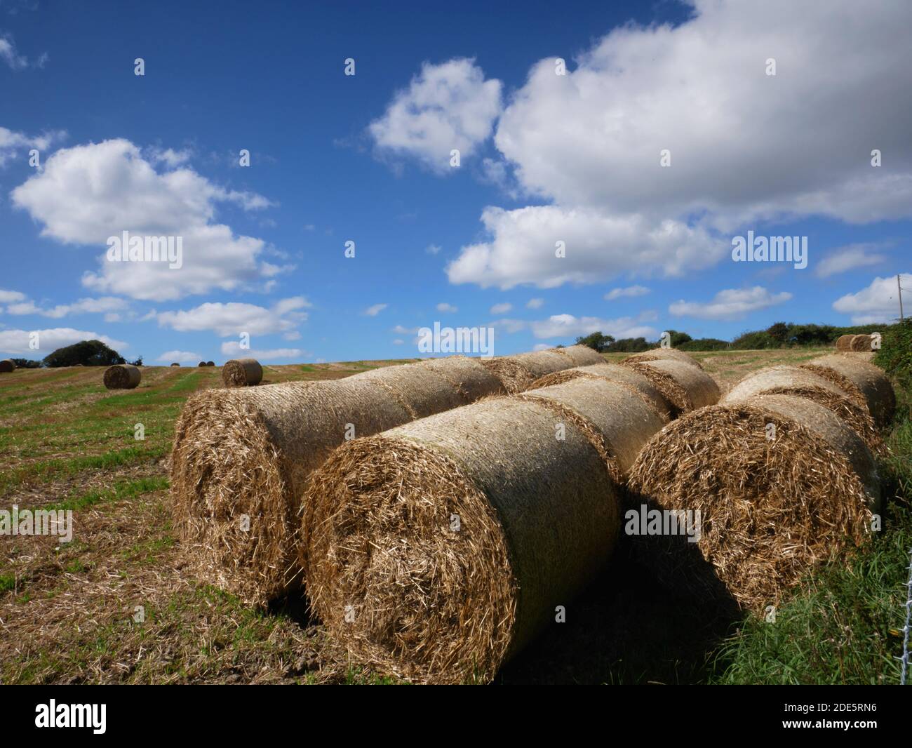 Straw bale rolls at Menabilly Barton, Fowey, Cornwall Stock Photo Alamy