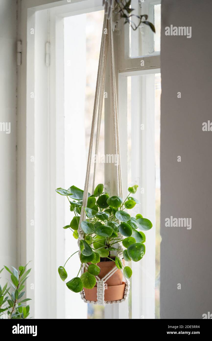 Handmade cotton macrame plant hanger hanging from the window in living  room. Love for indoor plants, hobby Stock Photo - Alamy