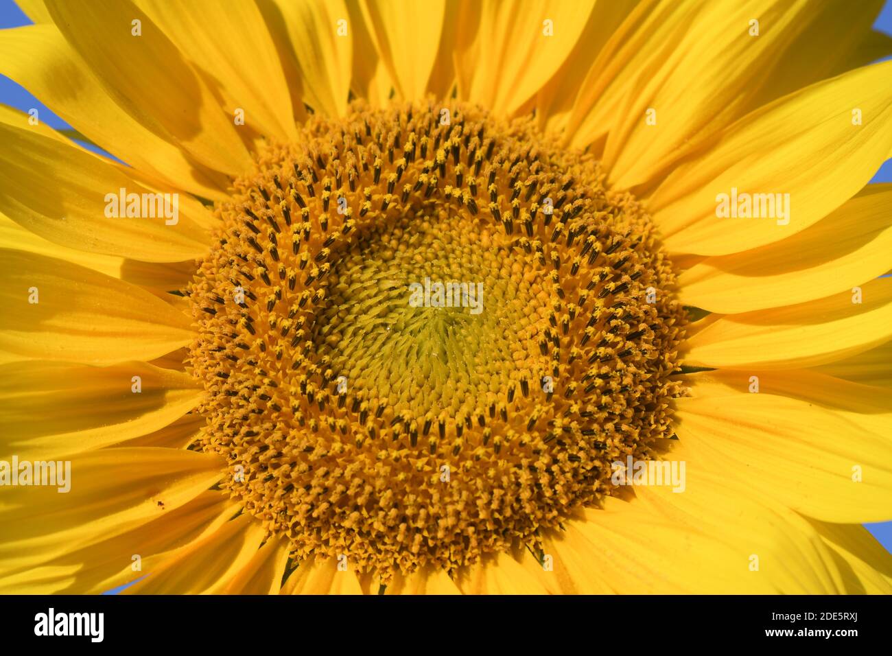 A close-up of a beautiful yellow common sunflower (Helianthus anuus). Stock Photo