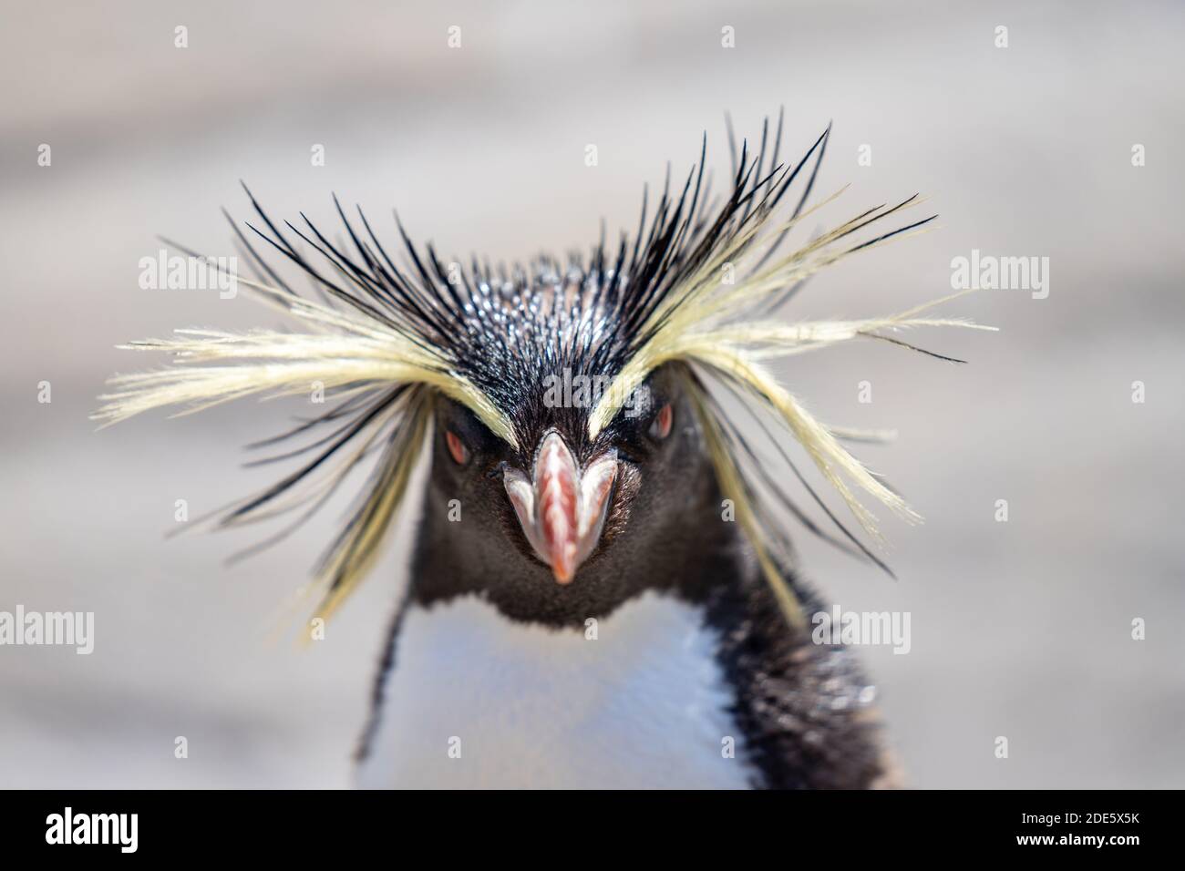Rockhopper penguin madagascar hotsell