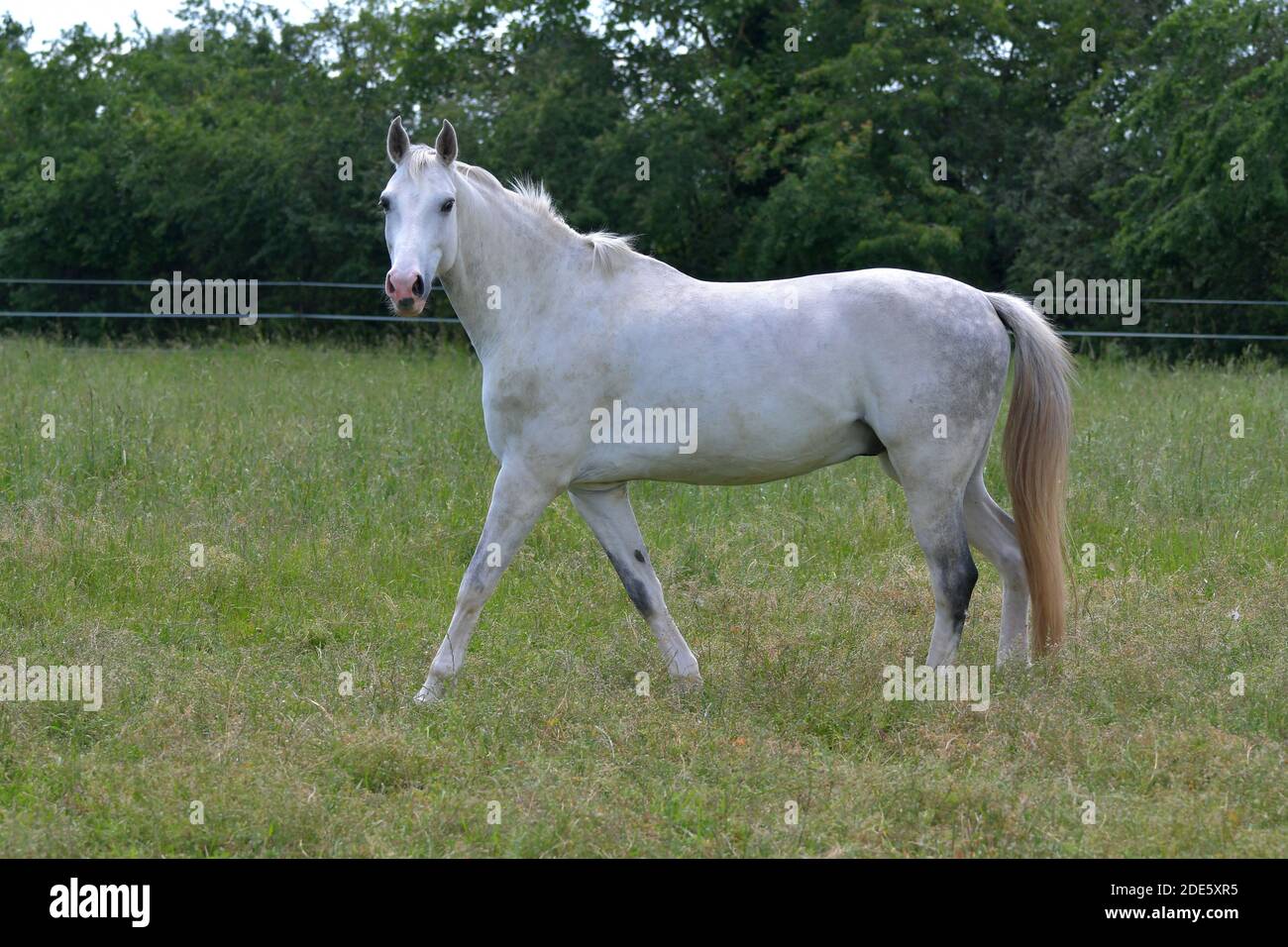 A beautiful gray warmblood horse walking in a meadow, looking to the photographer. Stock Photo