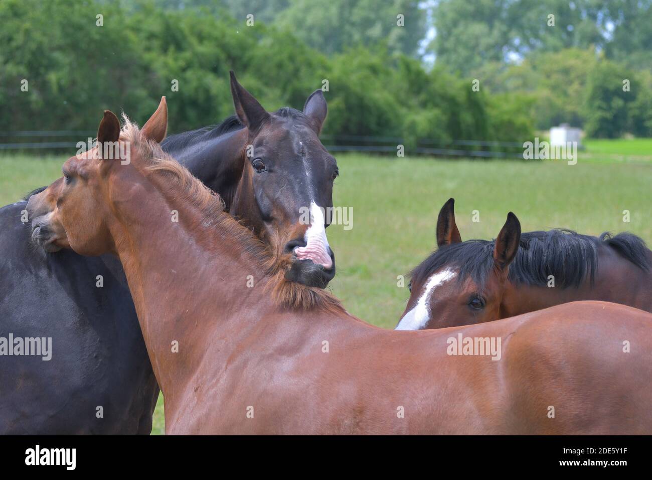 Two warmblood horses are grooming each other. A third one is looking. Bay, dark bay, chestnut. Outside in a pasture. Stock Photo