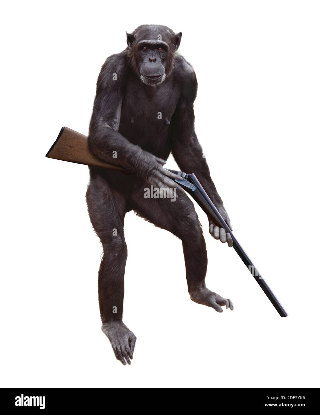 Chimpanzee, pan troglodytes, Monkey with Gun against White Background, Digital composite Stock
