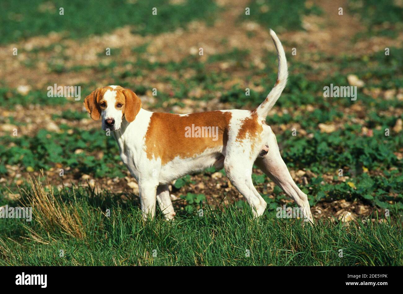 Great Anglo French White and Orange Hound or Grand Anglo Francais Blanc et Orange, Male standing in Field Stock Photo