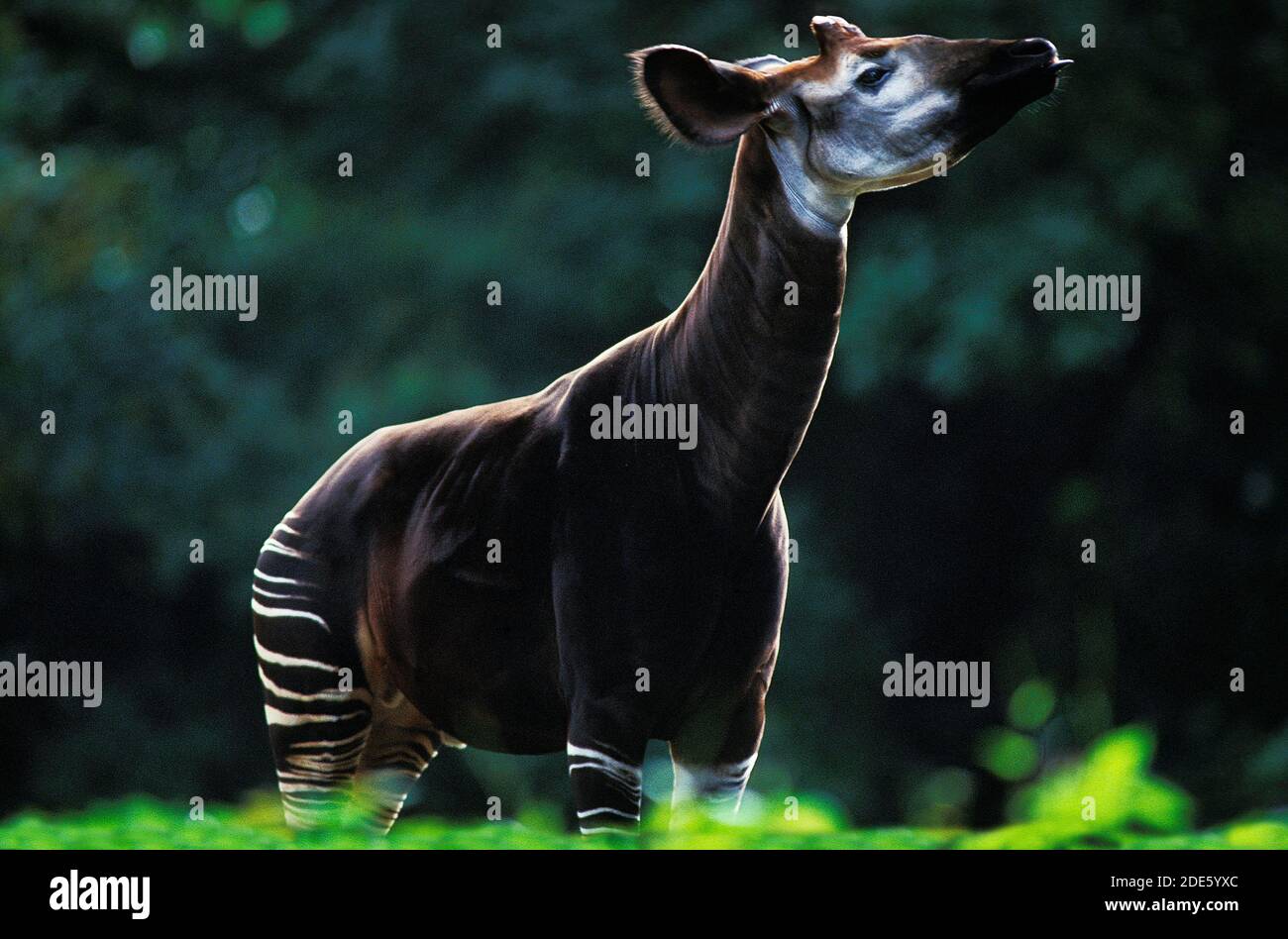 Okapi, okapia johnstoni, Adult Stock Photo - Alamy