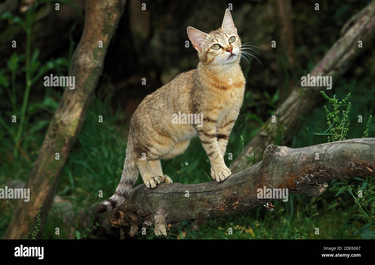 African Wildcat, felis silvestris lybica, Adult standing on Branch Stock Photo