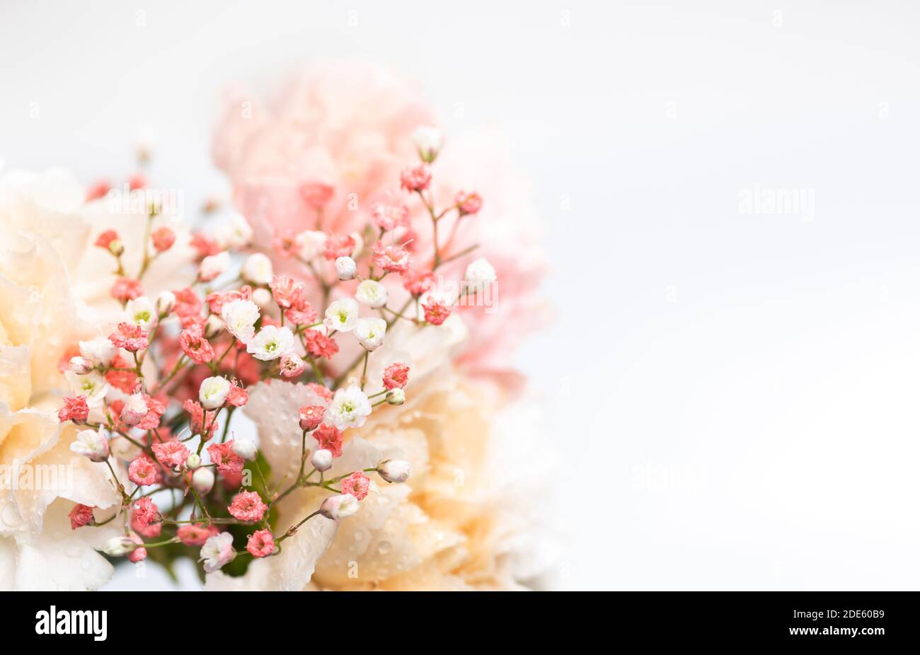 Still life of flowers on white background Stock Photo - Alamy