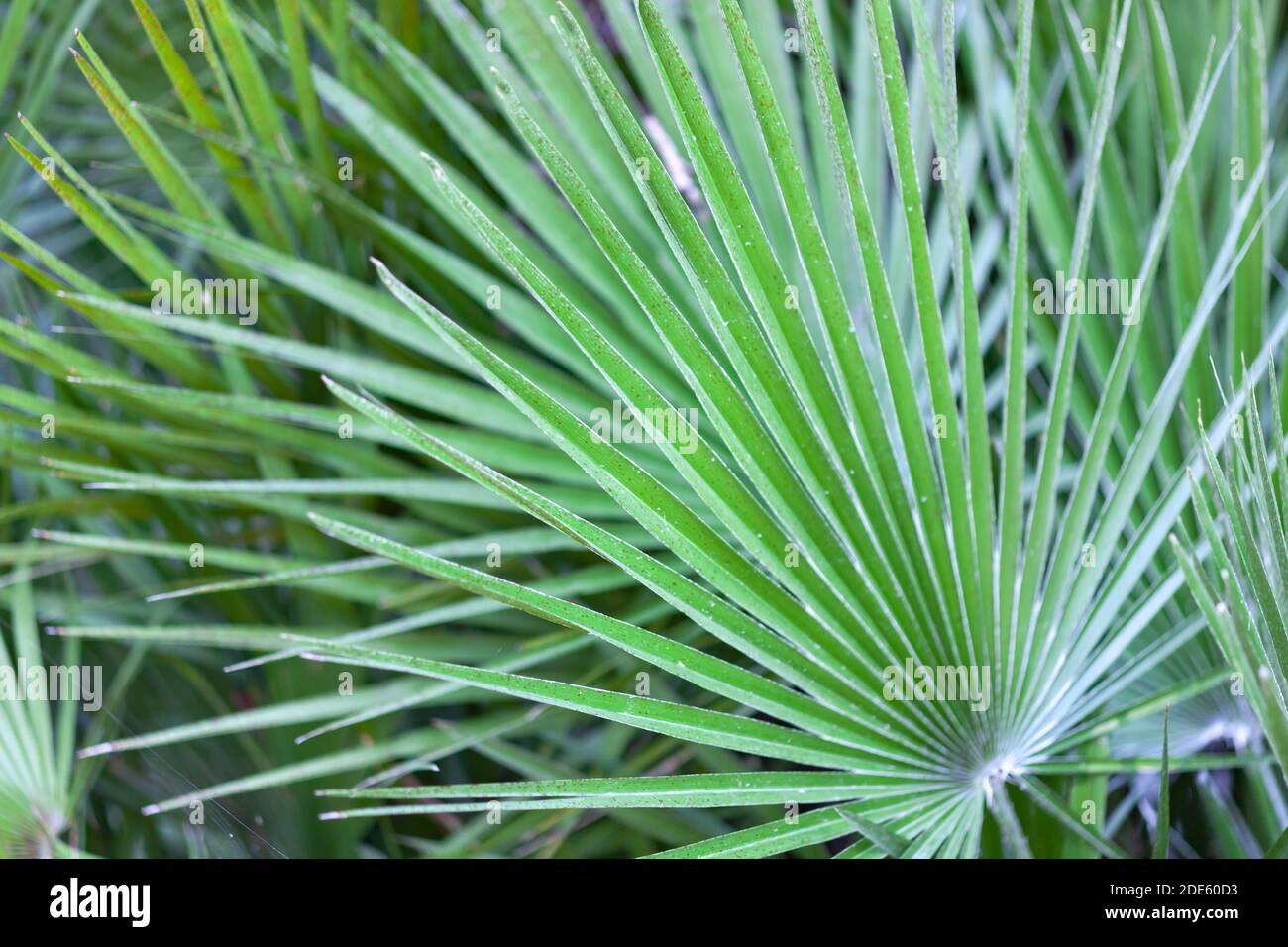 Green Palme d'Or Stock Photo Alamy