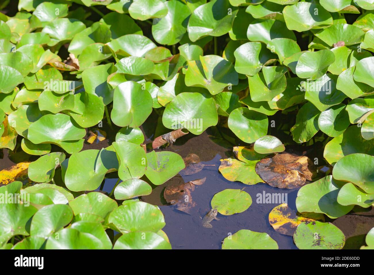 Water with green lotus leaves Stock Photo - Alamy