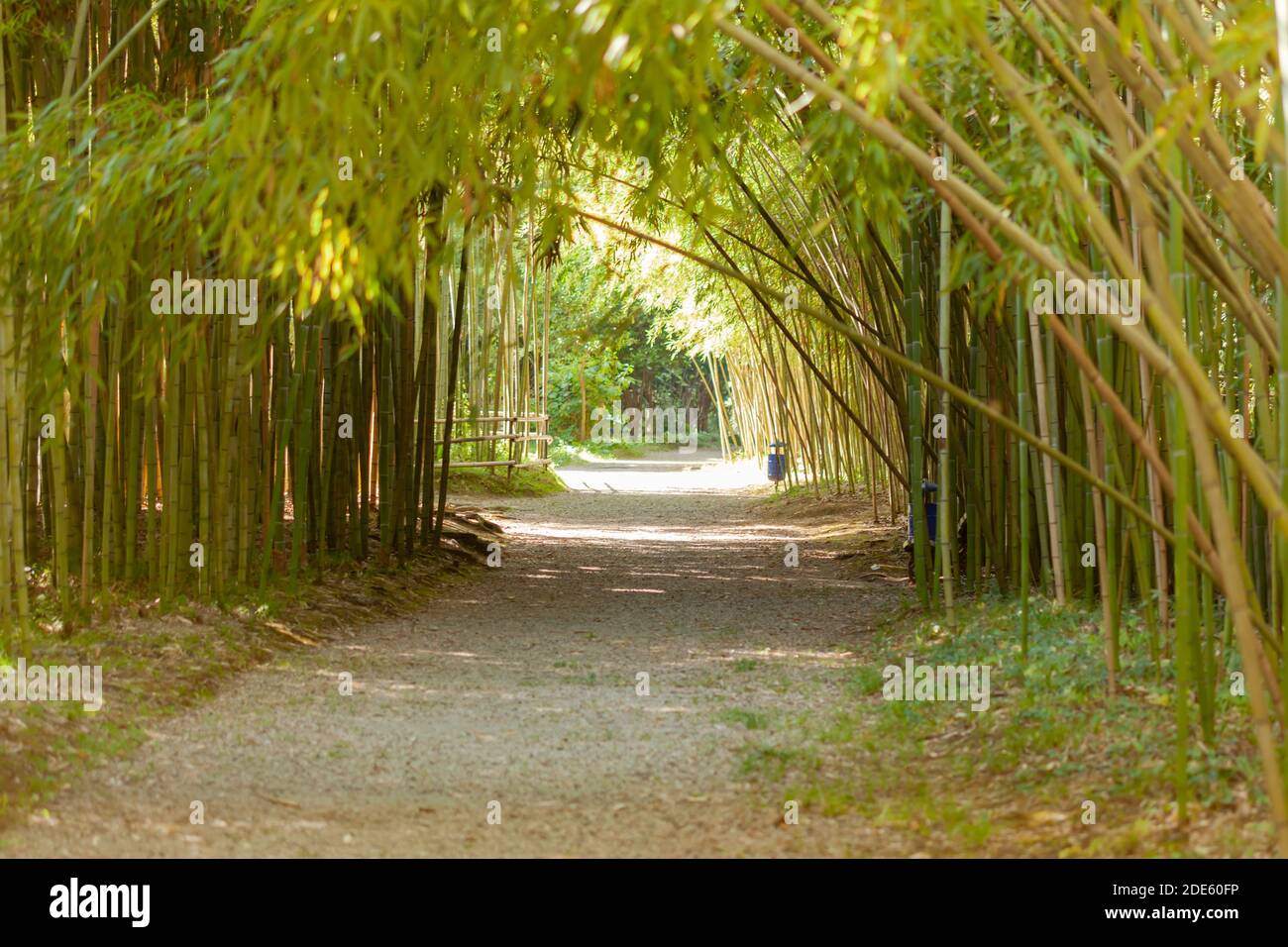 Path through bamboo grove Stock Photo Alamy