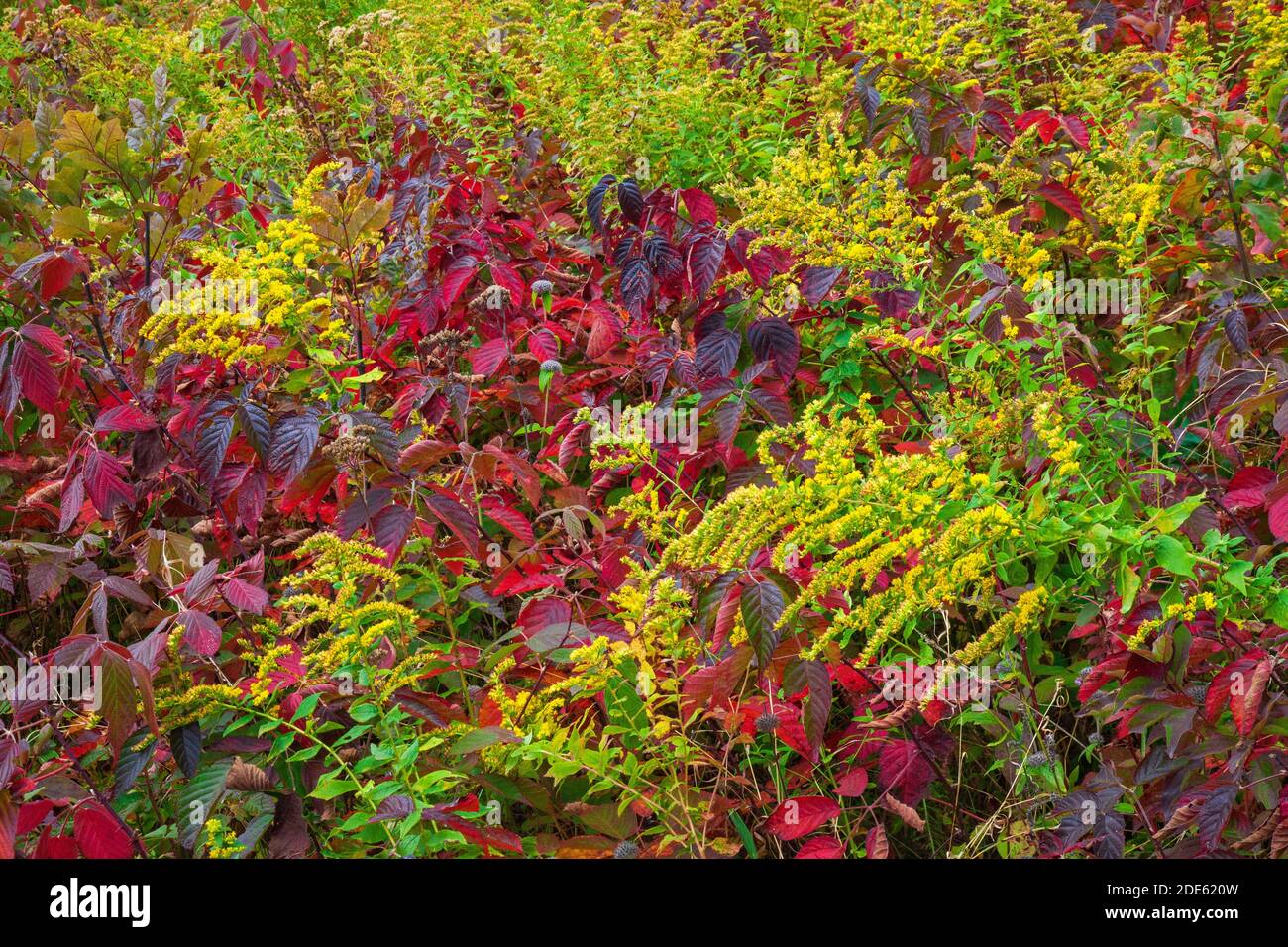 Autumn vegetation in a natural wild meadow in Pennsylvania’s Pocono Mountains. Stock Photo