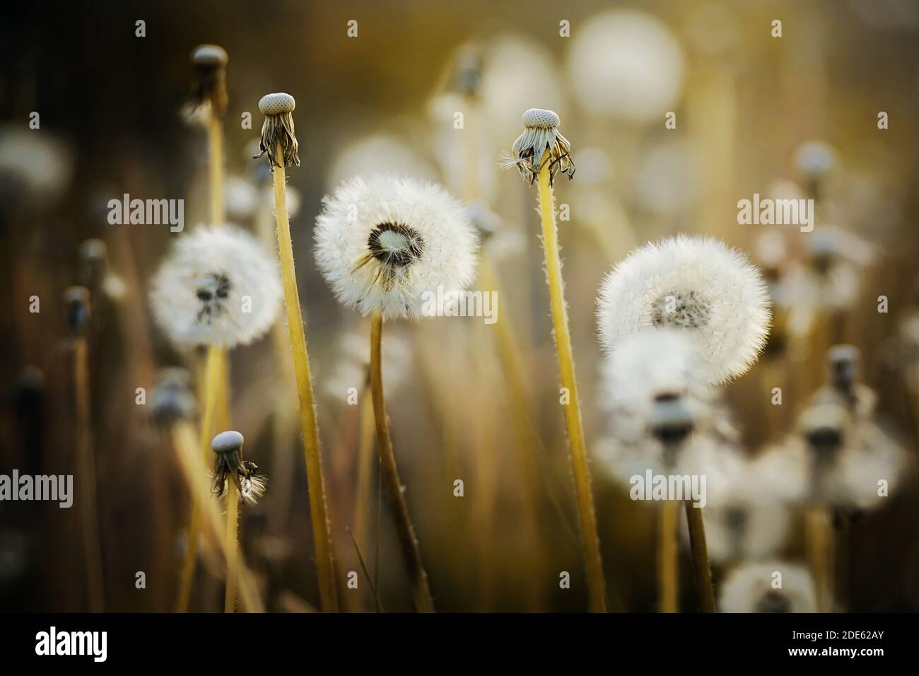 Light fuzz hi-res stock photography and images - Alamy