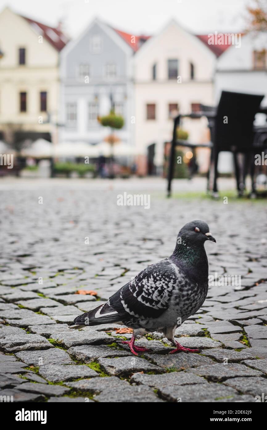 Grey pigeon walking on square with buildings and chairs behind Stock Photo