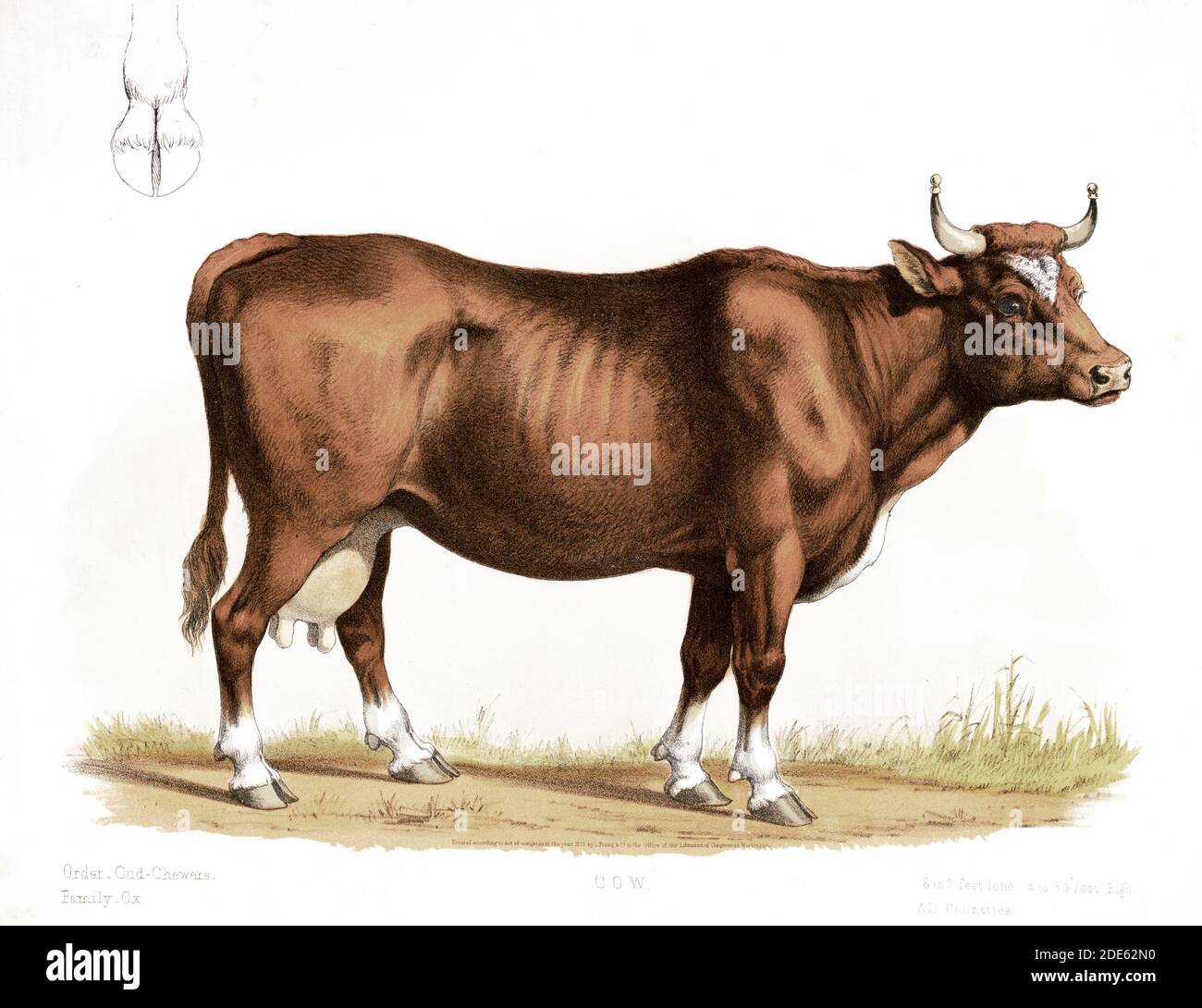 Print shows a right side view of a cow, fulllength, standing; also