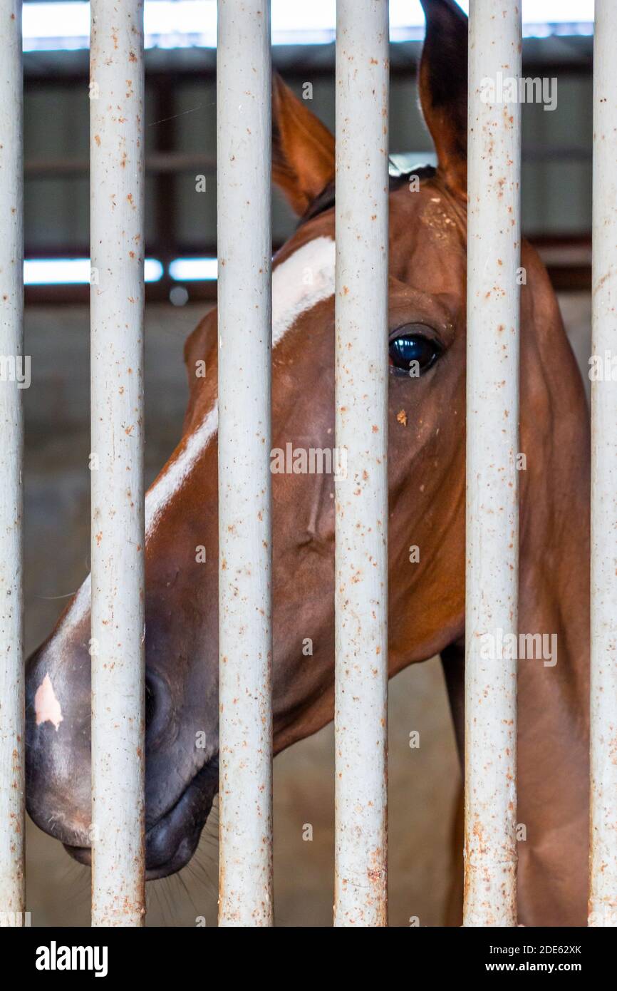 A race horse at the Metroturf hippodrome in Tanauan, Batangas, Philippines Stock Photo