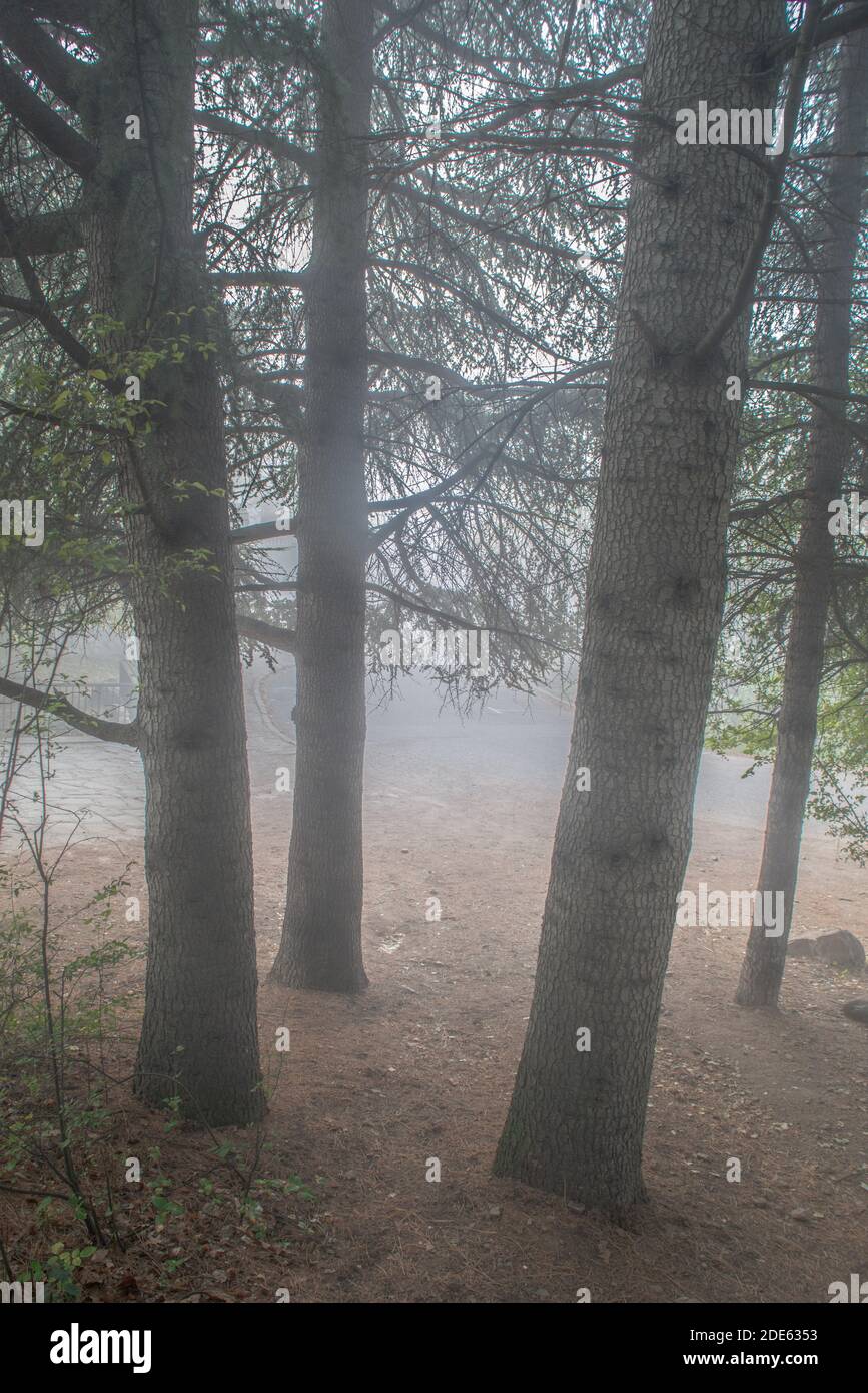 Fog covering forest hi-res stock photography and images - Alamy
