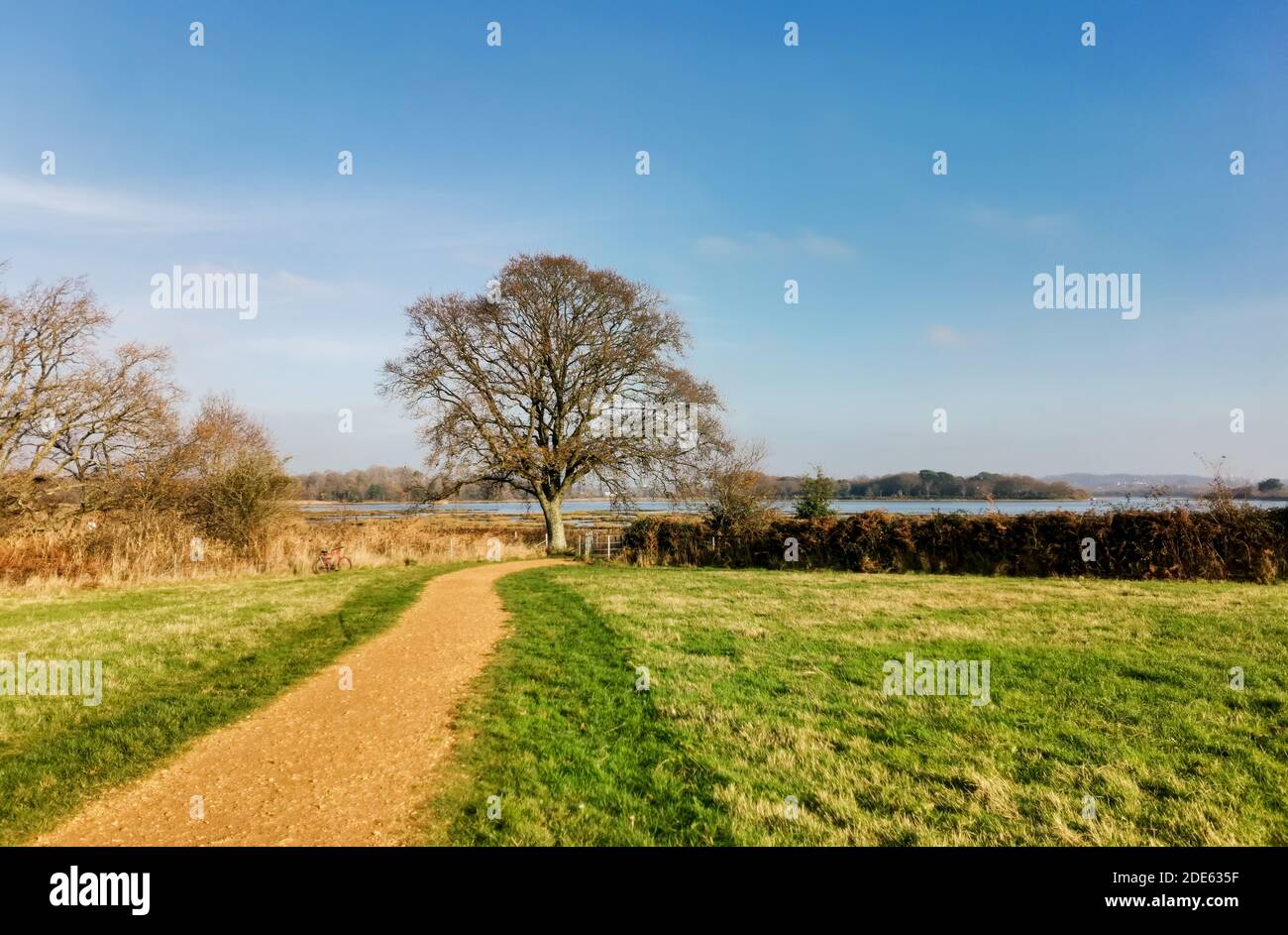 Rural footpath and oak tree by Poole Harbour in Upton Country Park in Dorset. Stock Photo