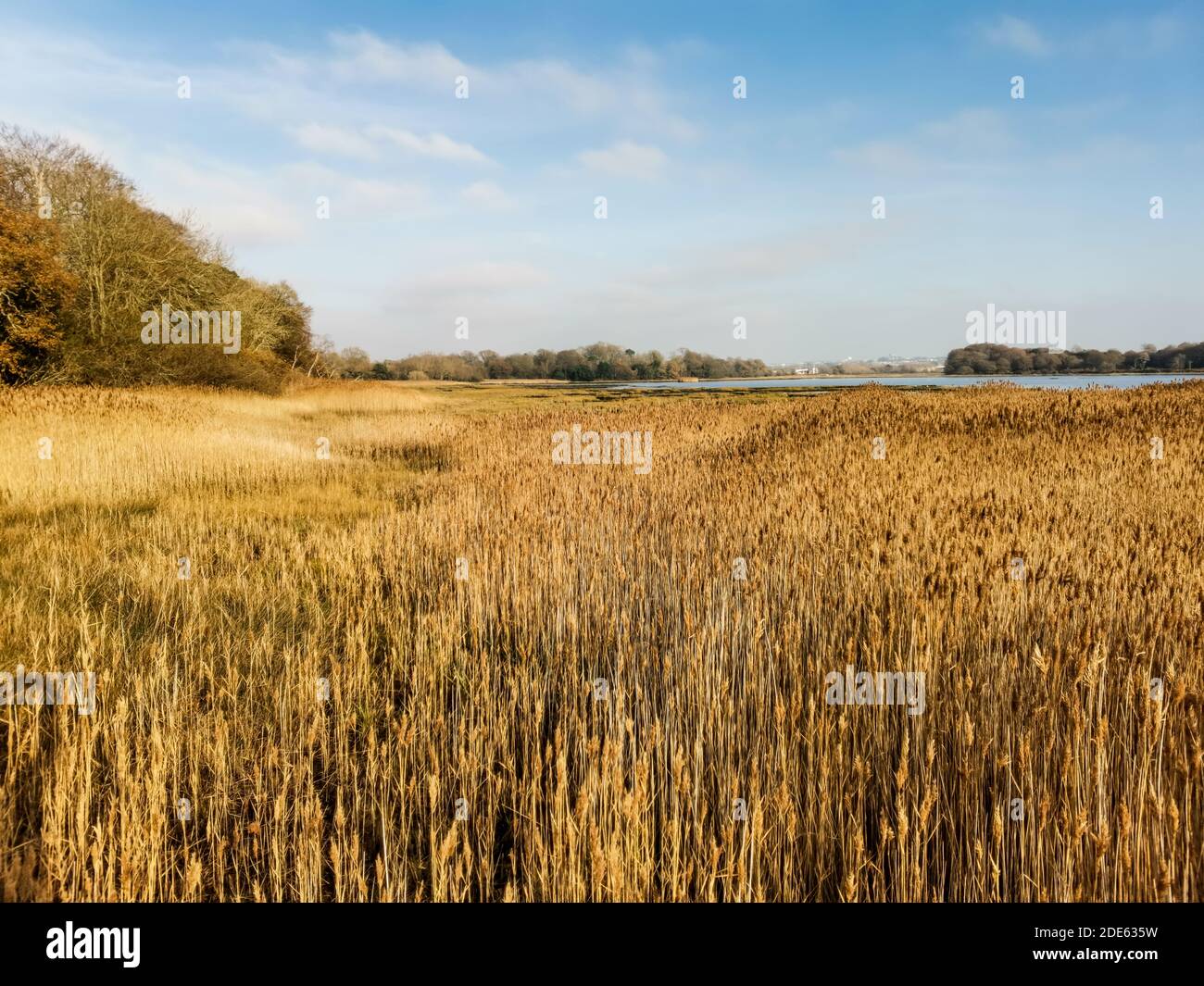 Reed beds by Poole Harbour in Upton Country Park in Dorset. Stock Photo