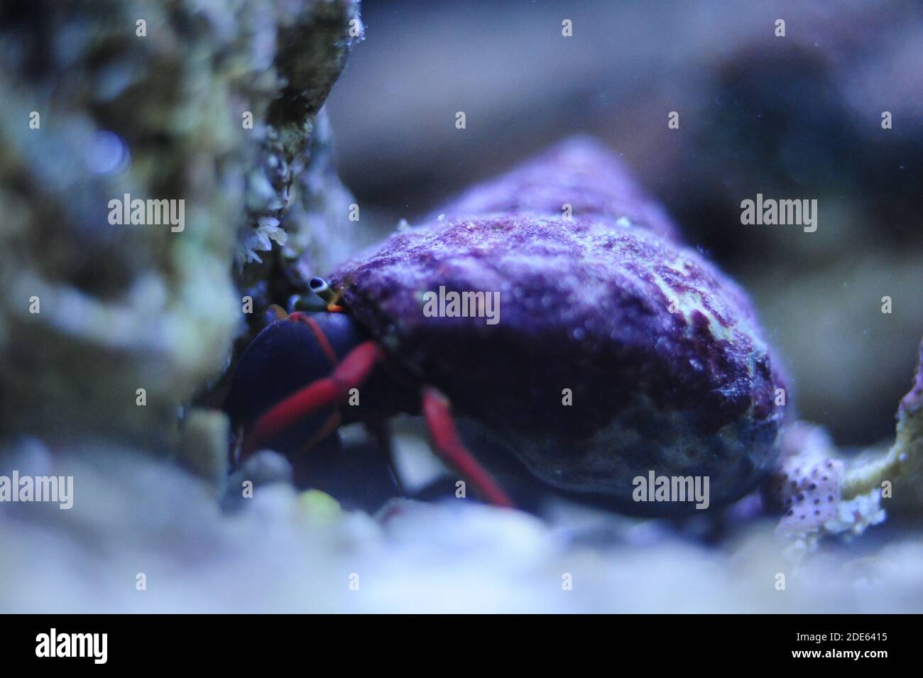 Hermit crab beach ocean hi-res stock photography and images - Alamy