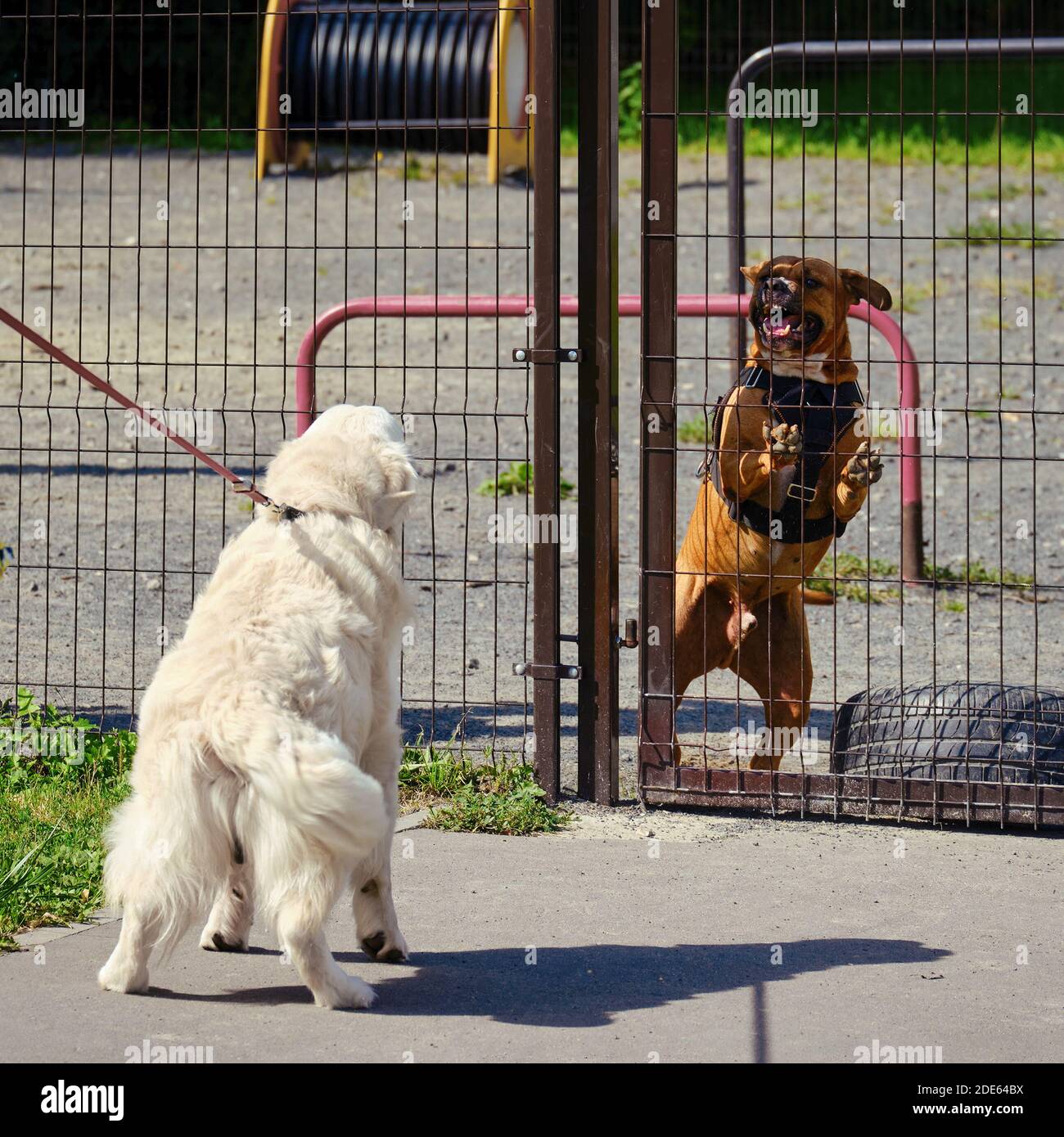 Funny dogs barking at each 2025 other
