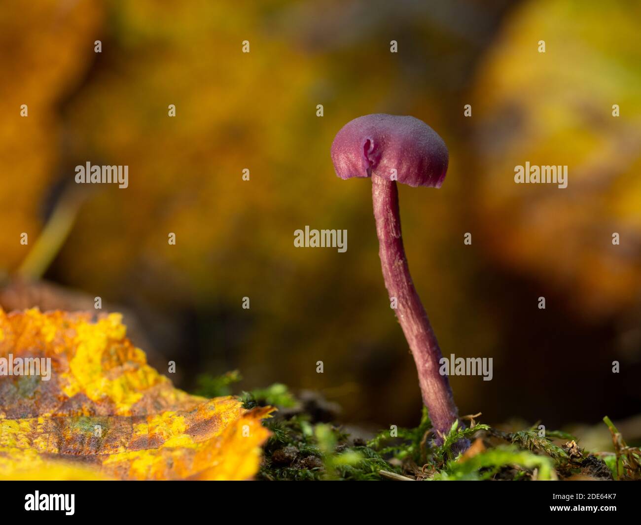 A close-up of a single Amethyst deceiver (Laccaria amethystina) mushroom. Taken in English woodland. Stock Photo