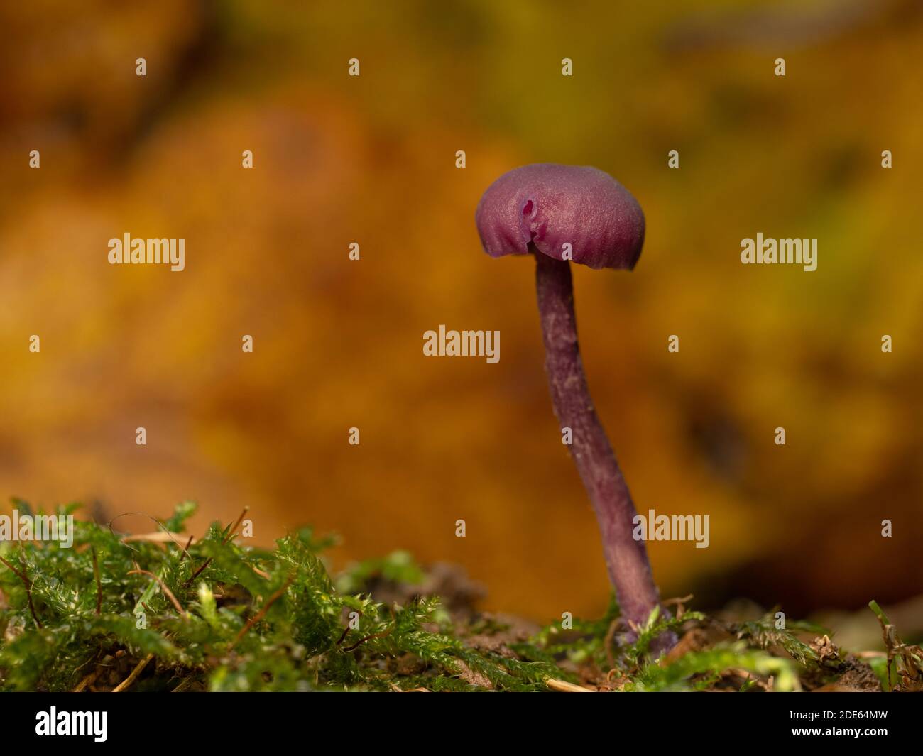 A close-up of a single Amethyst deceiver (Laccaria amethystina) mushroom. Taken in English woodland. Stock Photo