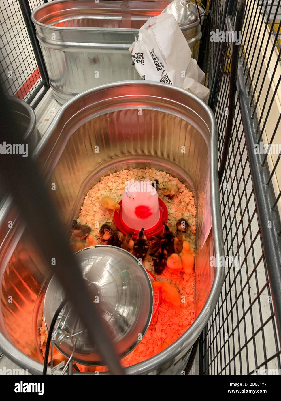 Baby chickens heat lamp hires stock photography and images Alamy