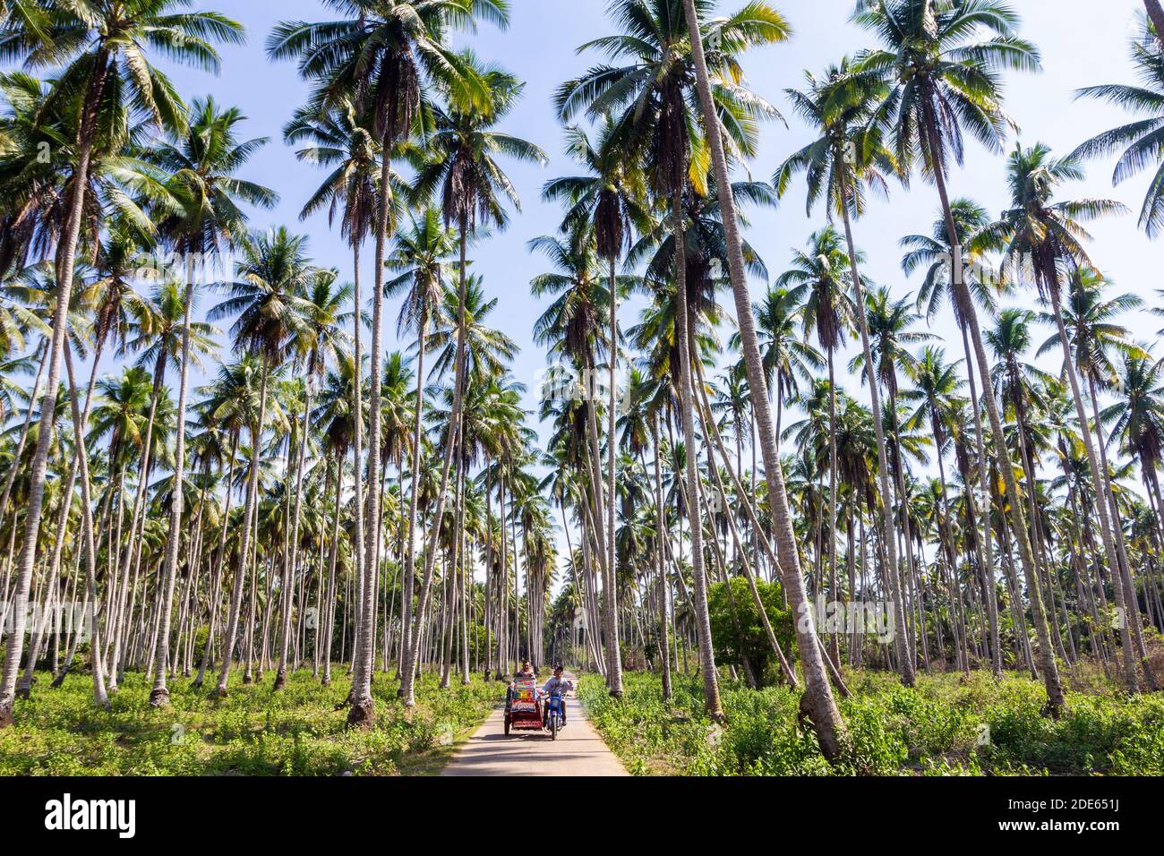 Coconut plantation philippines hires stock photography and images Alamy