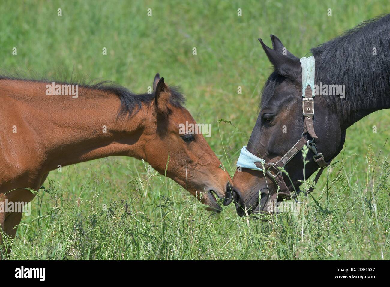 A cute bay warmblood foal and a mare sniffing at each other. The mare is not the mother. The filly shows chewing or teeth clacking. Stock Photo