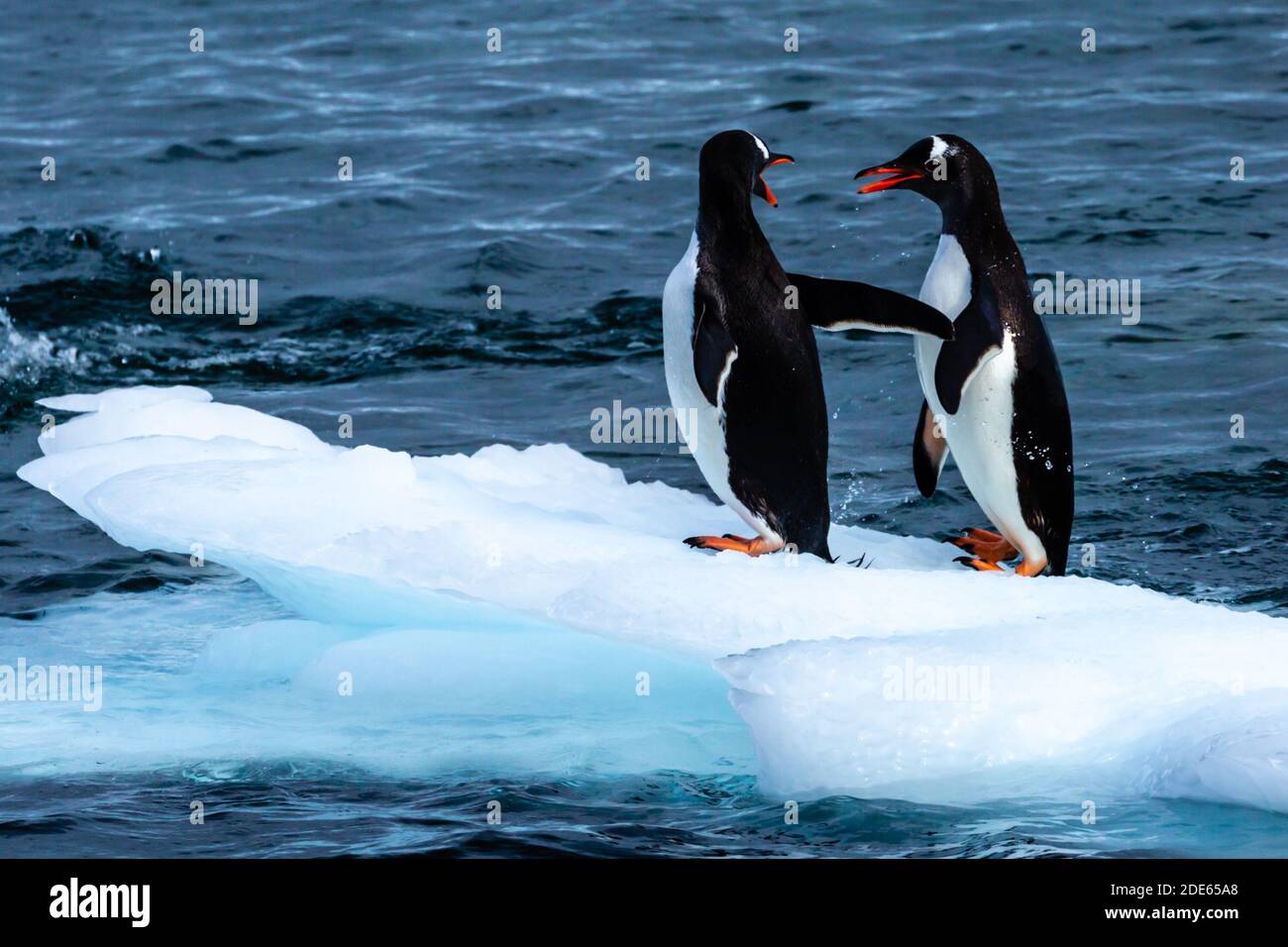 Penguins at Play Stock Photo
