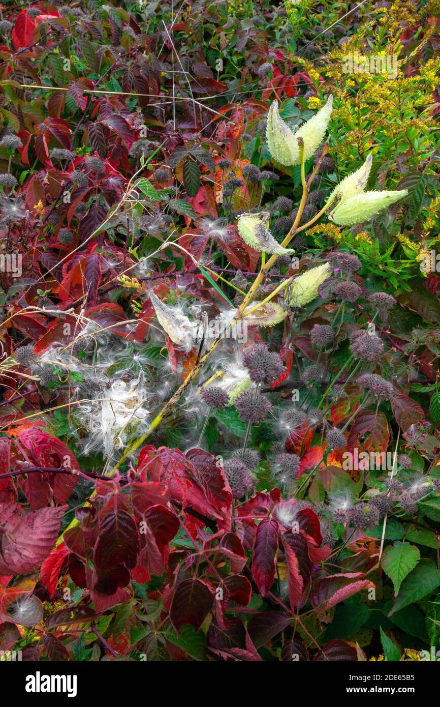 Autumn vegetation in a natural wild meadow in Pennsylvania’s Pocono Mountains. Stock Photo