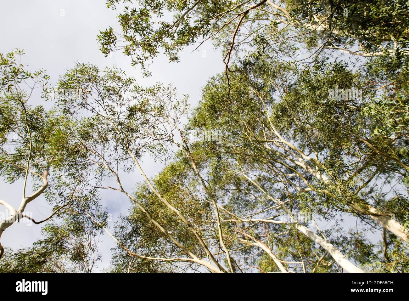 Eucalypt trees with green foliage Stock Photo