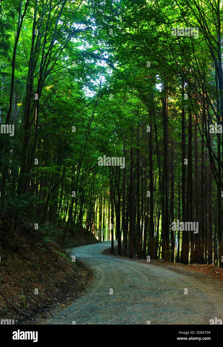 Vertical shot road surrounded hi-res stock photography and images - Alamy
