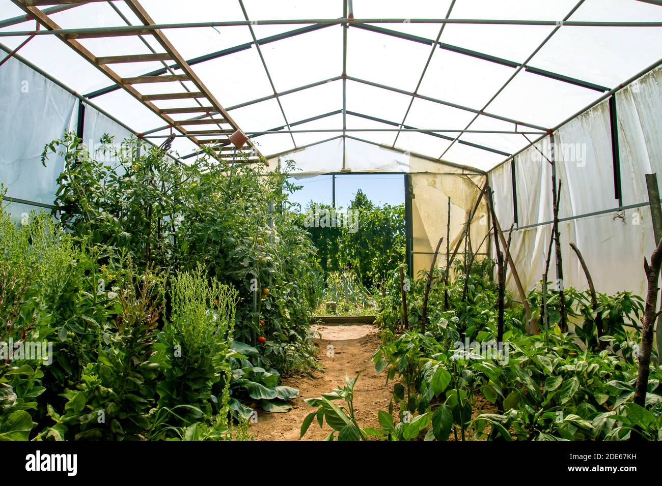 Growing organic food in a greenhouse Stock Photo Alamy