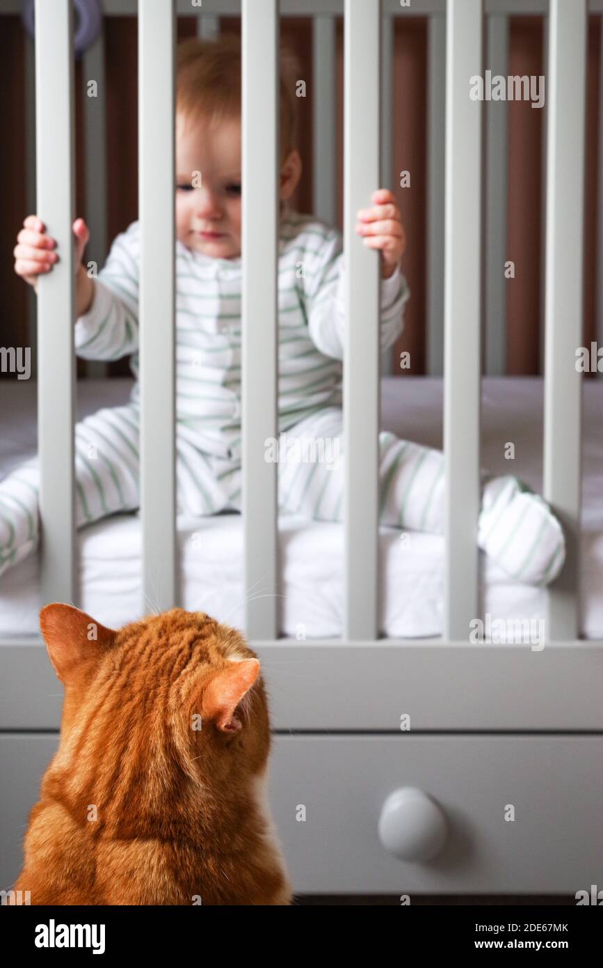 Cat sitting in front of a cot with baby in the background Stock Photo