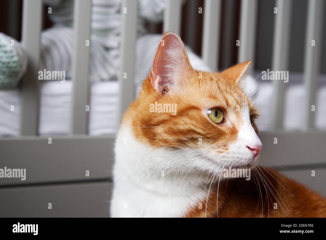 Cat sitting in front of a cot with baby in the background Stock Photo
