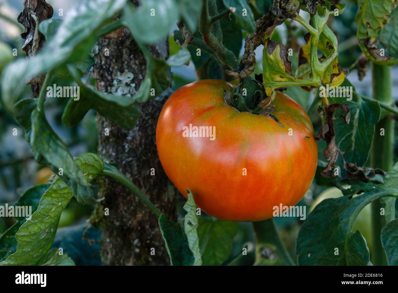 Ripe red tomato growing in the kitchen garden Stock Photo - Alamy