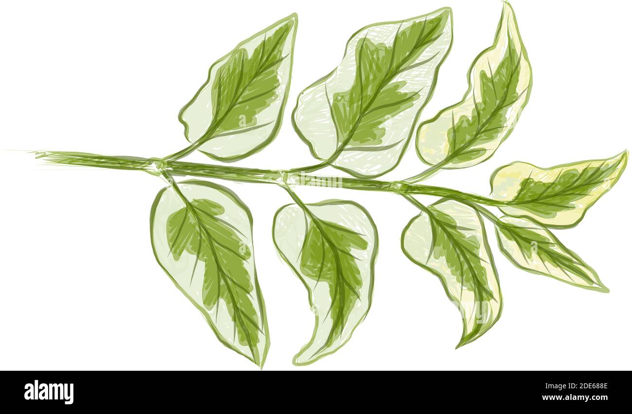 Ecological Concept, Illustration of Asystasia Gangetica, Chinese Violet, Coromandel, Creeping Foxglove or Asystasia Leaves Isolated on A White Backgro Stock Vector
