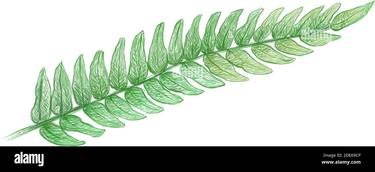 Ecological Concept, Illustration of Beautiful Pteridophyta or Tassle Fern Leaves Isolated on White Background. Stock Vector
