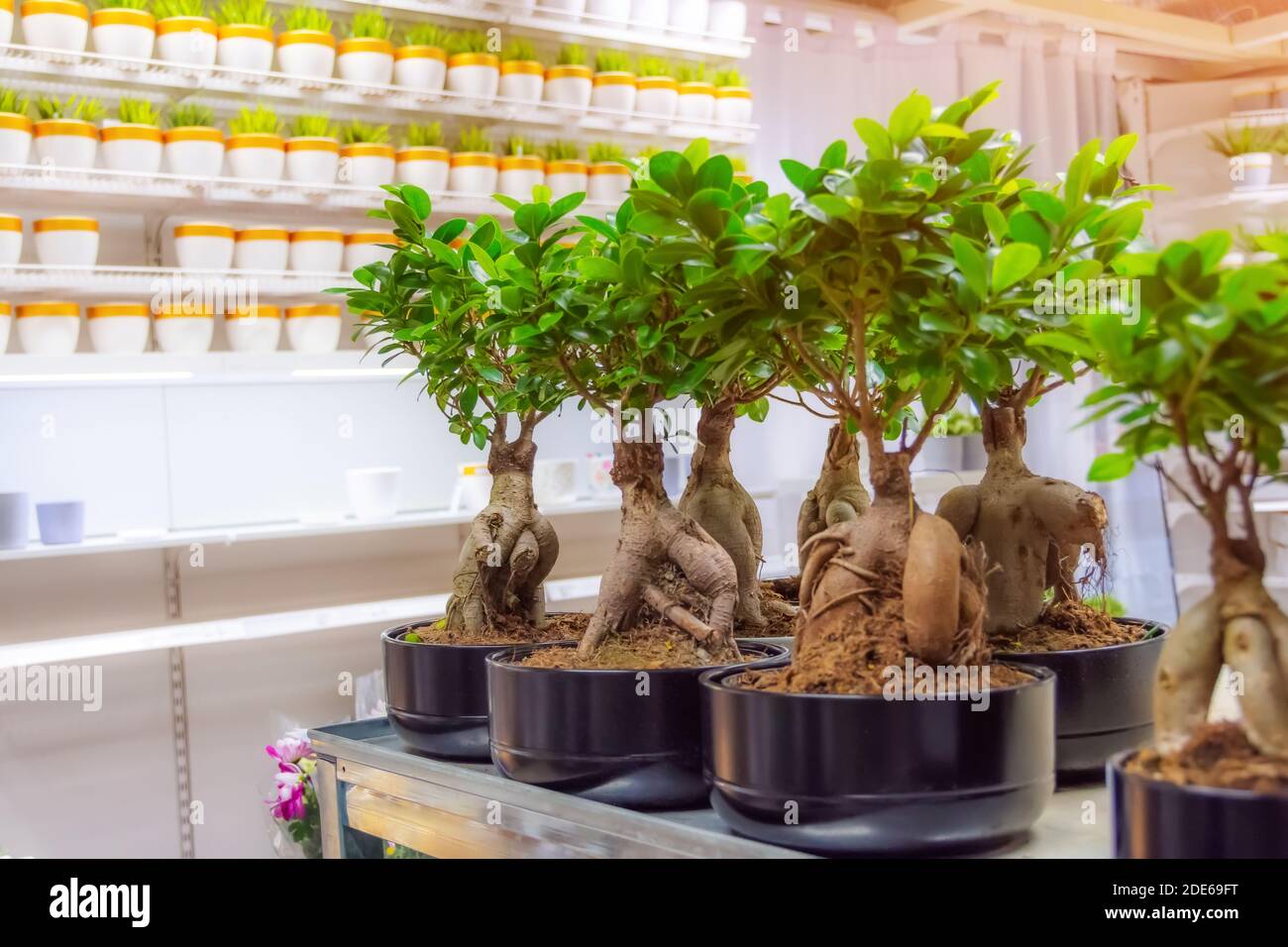 Ficus microcarpa on store shelves, sale of indoor plants Stock Photo