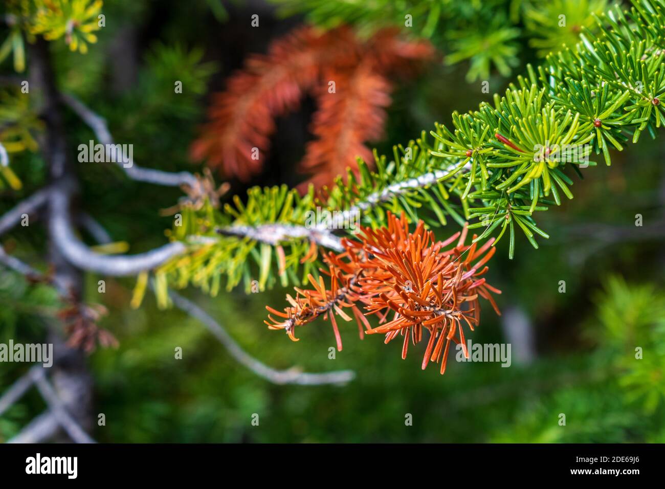 Closeup of colorful needles of pine trees turning red in autumn sunny