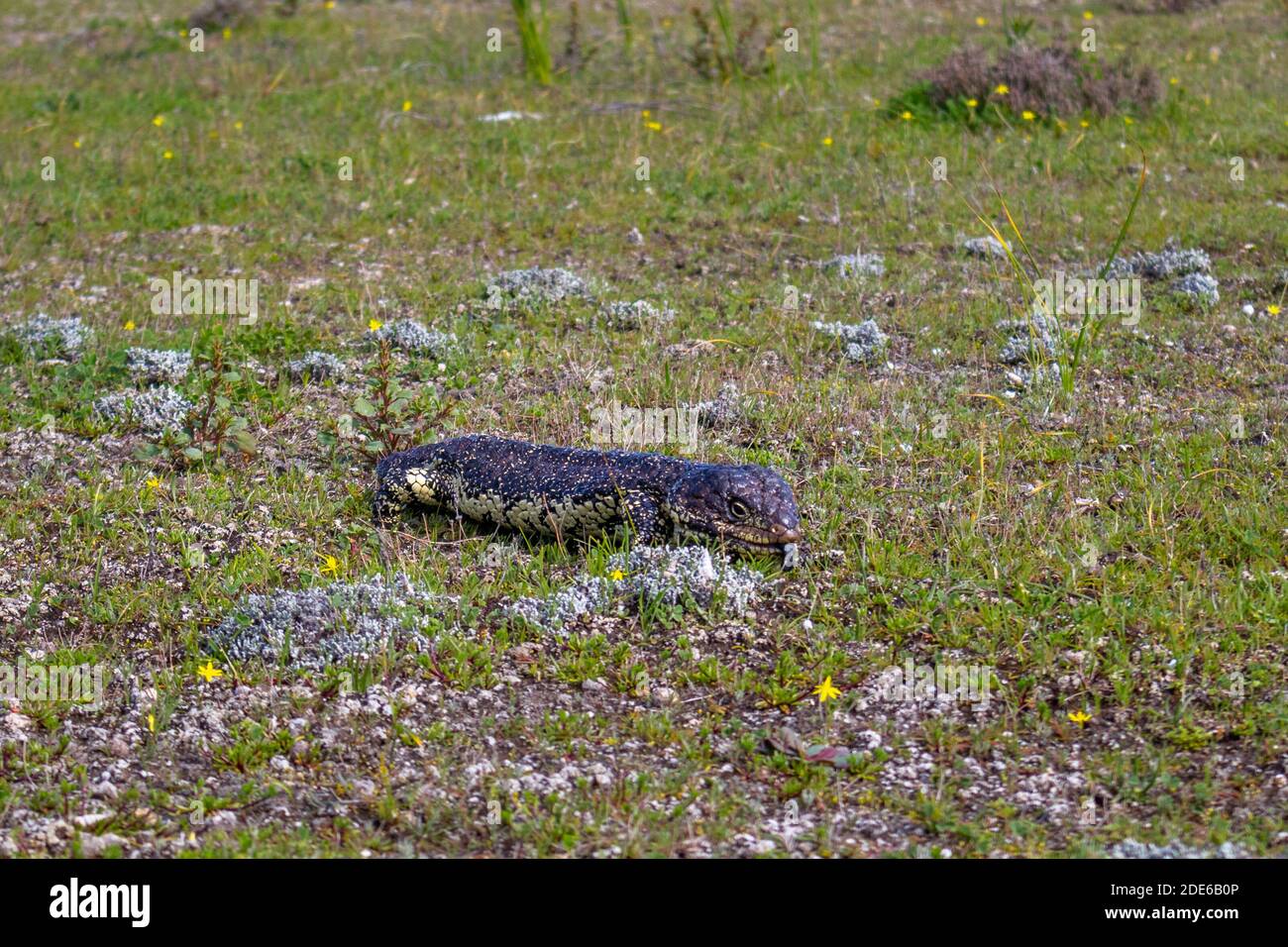 Flat thick tail hi-res stock photography and images - Alamy