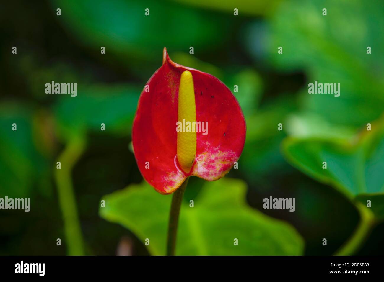 TÌNH YÊU CÂY CỎ ĐV.3 - Page 46 Close-up-anthurium-spectabile-red-flower-botany-2DE6B83