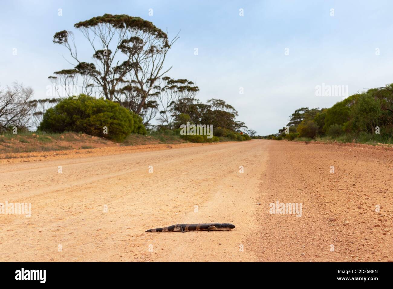 Flat lizard crossing a gravel road, unsealed road suitable for 4wd. Reptile Eastern Blue-tongued Skink (Tiliqua scincoides scincoides). Eyre peninsula Stock Photo