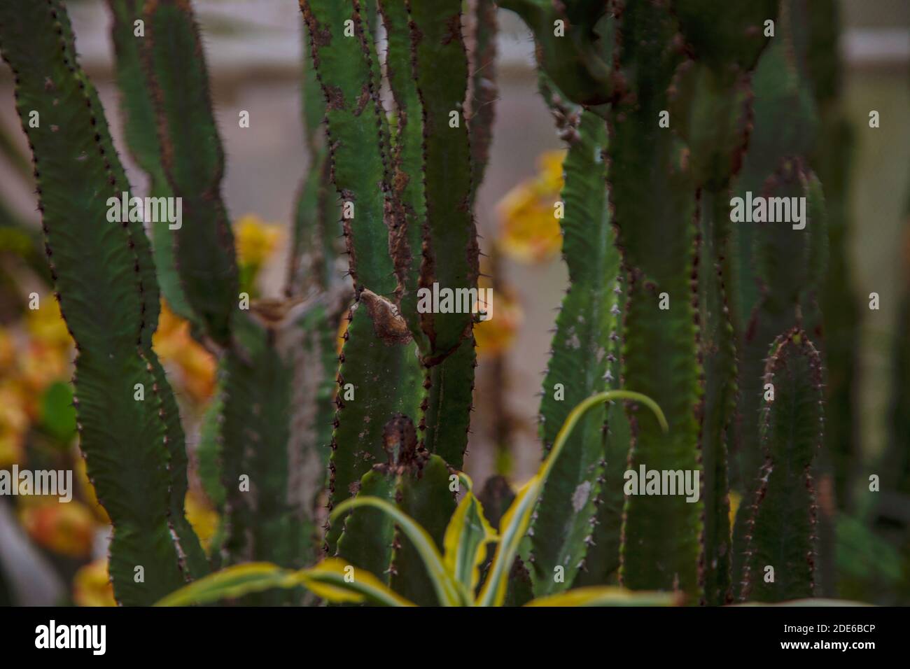 close up fat plants. cactus. Stock Photo