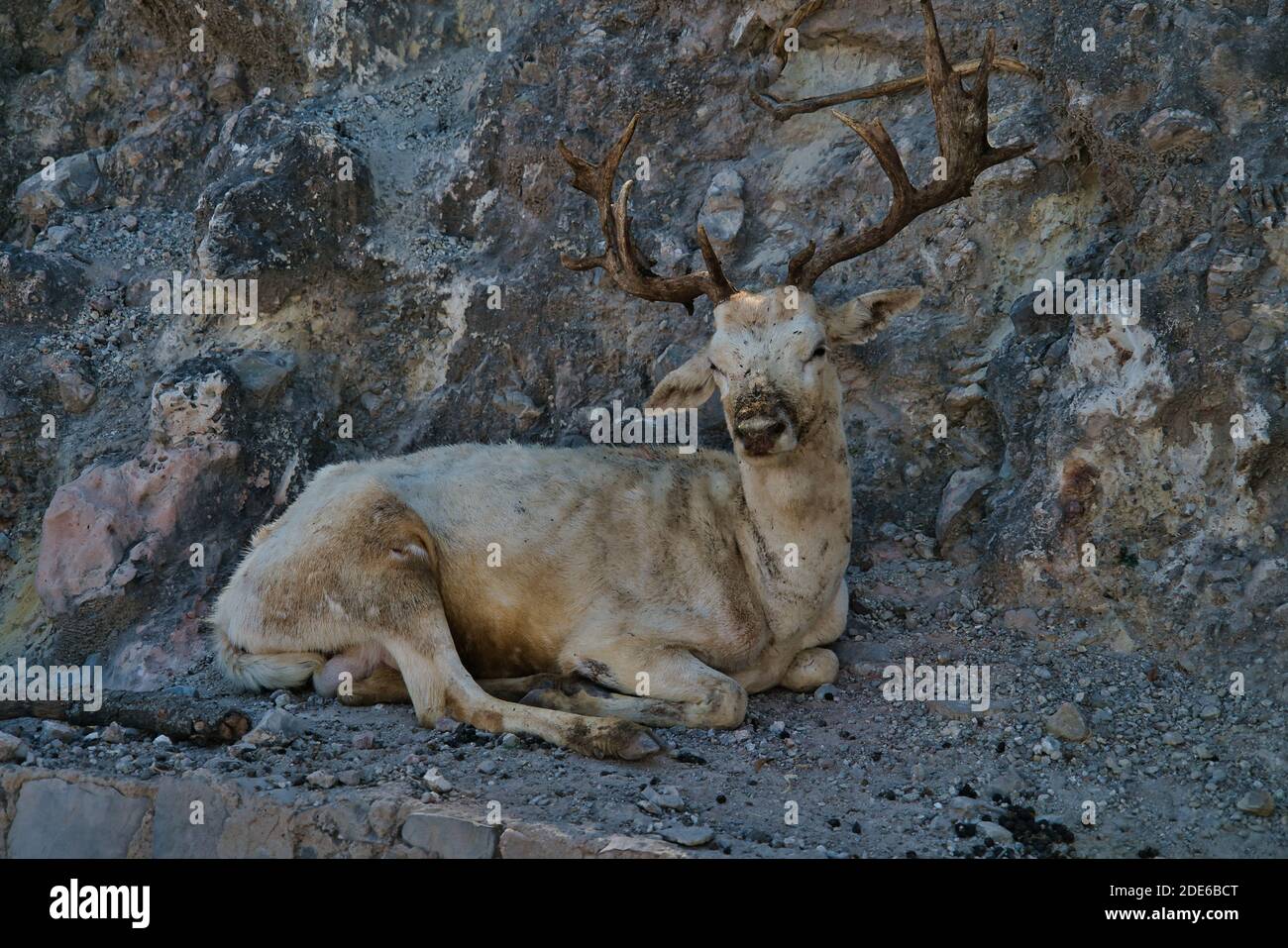 african white deer with huge horns in the Africam Safari Park in Mexico Stock Photo
