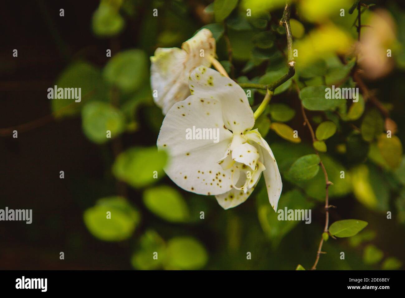 close up carolina azalea flower. botany Stock Photo