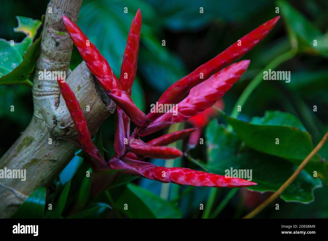 close up flaming sword. red flower. botany Stock Photo